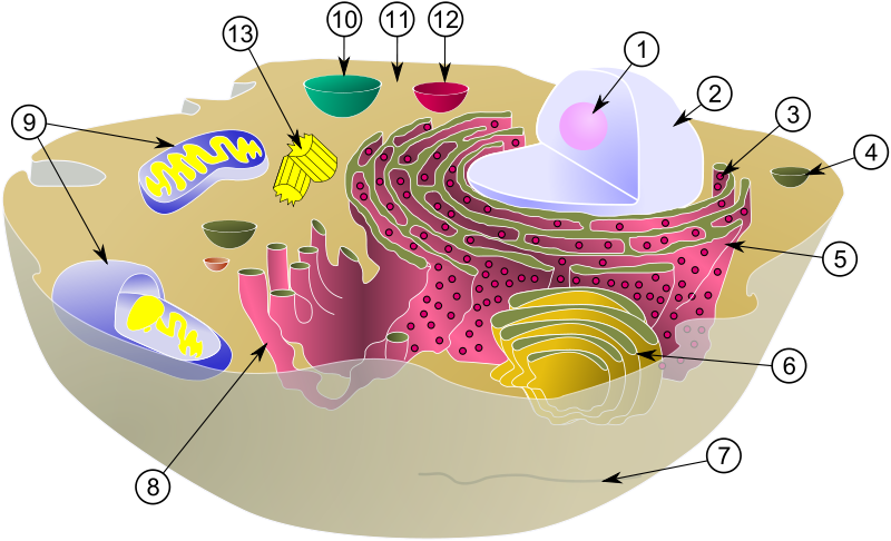 Datei:800px-Biological cell.svg.png