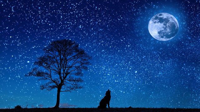 Datei:Nacht Hund Mond Baum.jpg