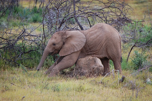 Datei:Elefant Baby kratzen schubbern.jpg