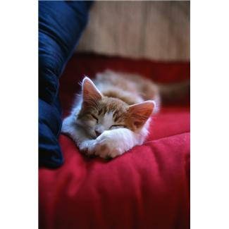 Datei:Schlaf Katze.jpg