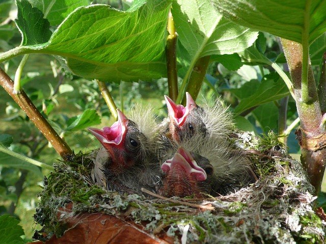 Datei:Vogel Baby Junge Hunger Geschrei Futter.jpg