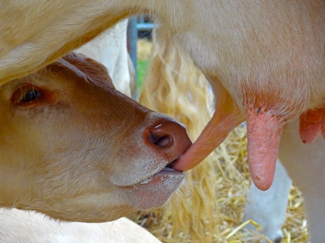 Datei:Euter Kuh Kalb Milch säugen vegan.jpg