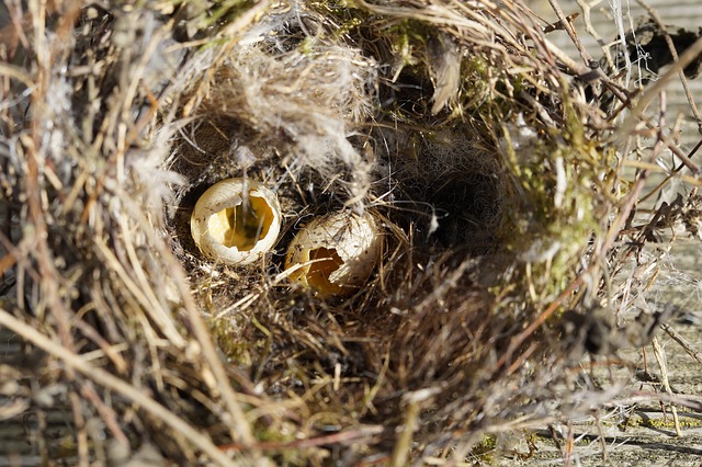 Datei:Nest Nestraub Eier.jpg