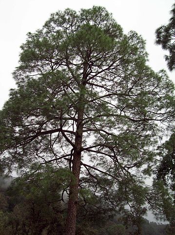 Datei:Pinus roxburghii Baum Emodi Kiefer.jpg