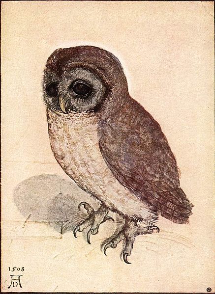 Datei:Albrecht Dürer - The Little Owl - WGA7367.jpg