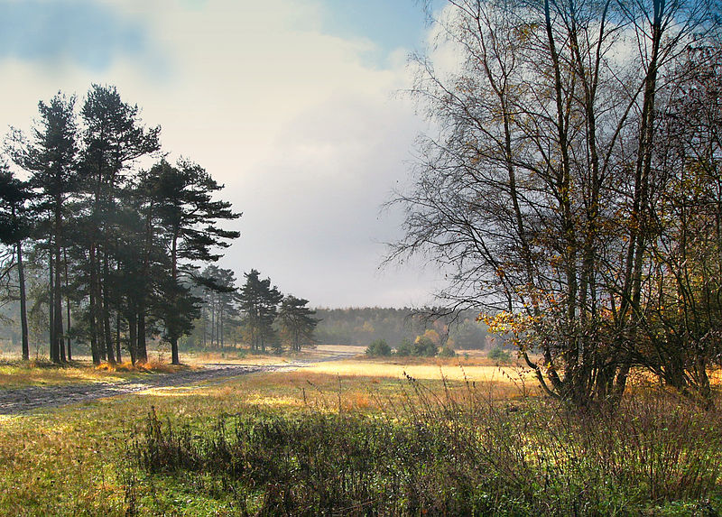 Datei:Senne Landschaft Herbst.jpg