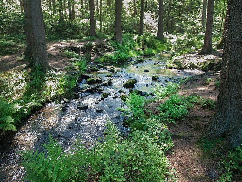 Datei:Silberbachtal Wasser Bach Wald.jpg