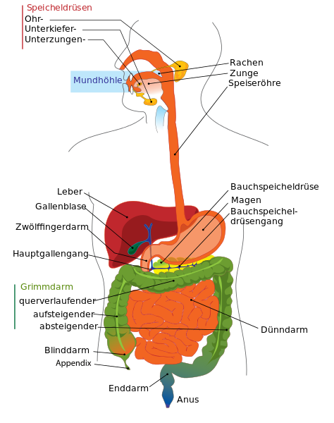 Datei:474px-Digestive system diagram de.svg.png
