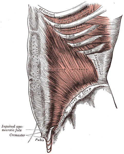 Datei:Gray Anatomie Faszien Muskeln Bindegewebe.png