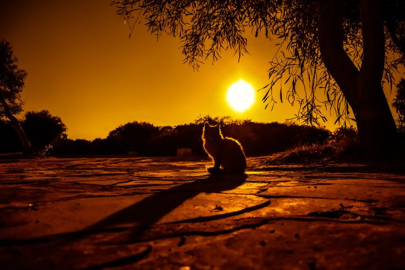 Datei:Sunset-Katze-Schatten.jpg
