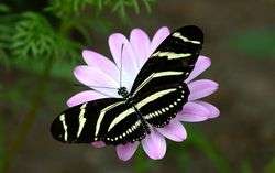 Ökologie Schmetterling Blume.JPG