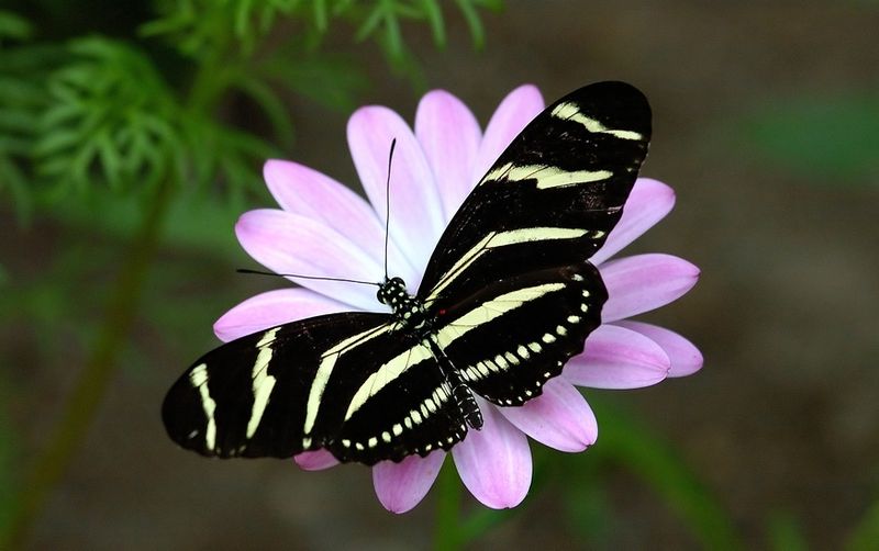Datei:Ökologie Schmetterling Blume.JPG