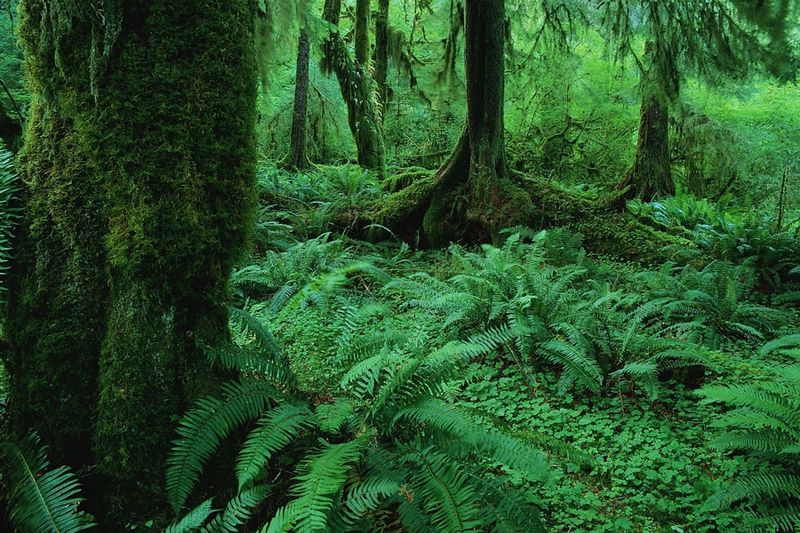 Datei:Ökologie Wald Baum Farn Moos.JPG