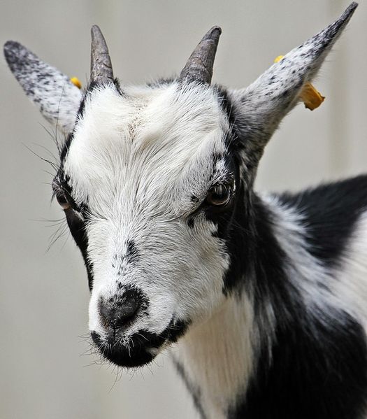 Datei:Ziege Goat.jpg