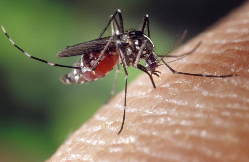 Datei:Mosquito Mücke Insekt Stich Blutsauger Malaria.jpg