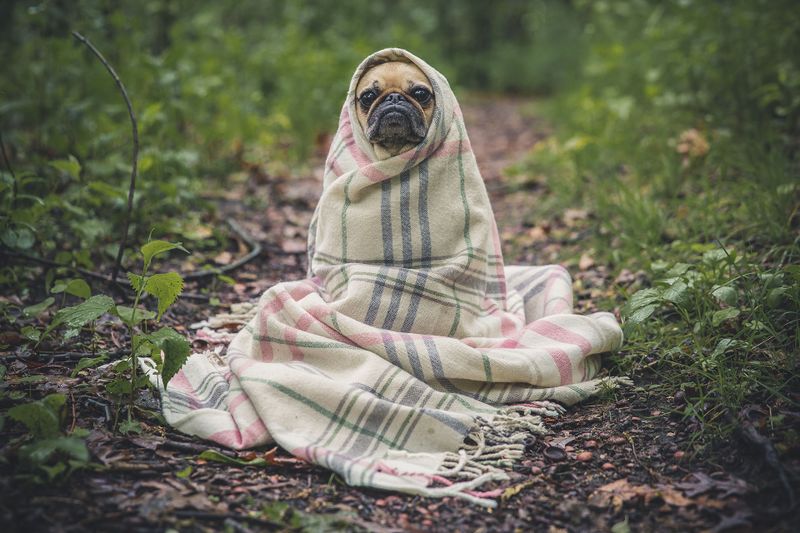 Datei:Hund Tuch Meditation warm.jpg