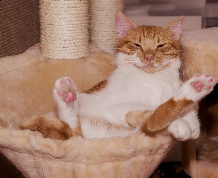 Datei:Mäßigkeit Ruhe Nichts tun Katze.jpg