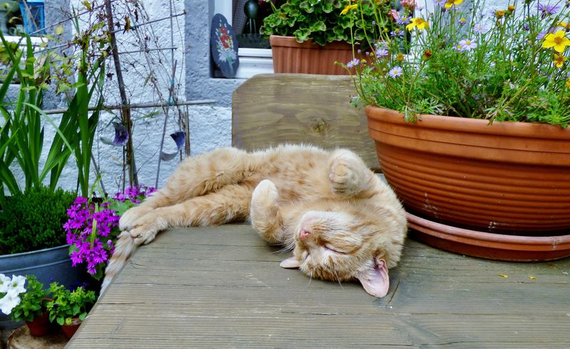 Datei:Katze Schlaf Genuss Garten Zufriedenheit.jpg