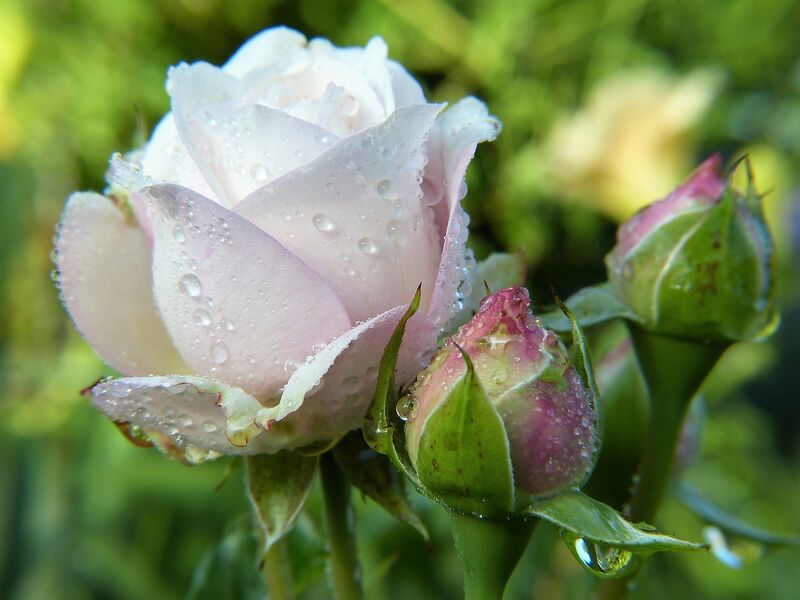 Datei:Weiße Rose.jpg
