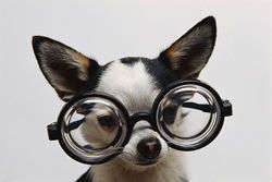 Hund Brille.JPG