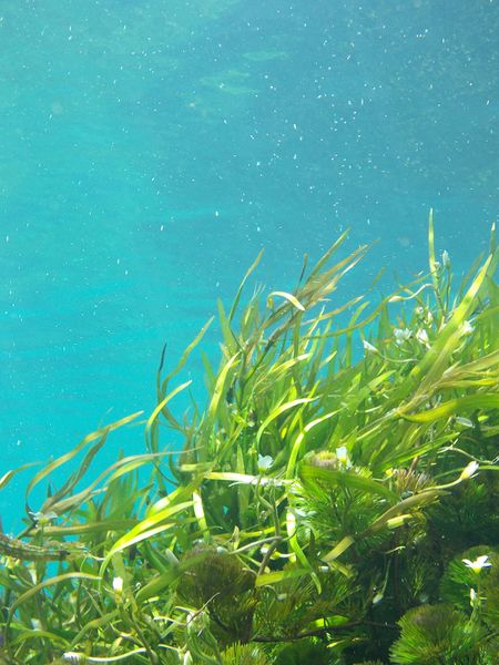 Datei:Seetang Kelp unterwasser Meer.jpg
