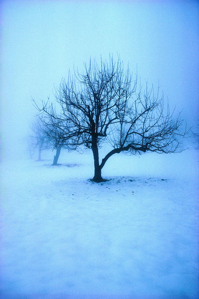 Datei:Winter Nebel Baum.JPG