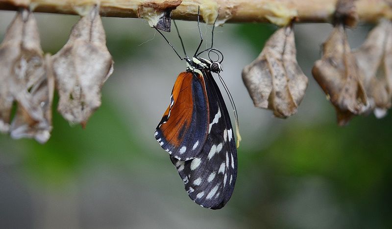 Datei:Erwachen Schmetterling Kokon.jpg