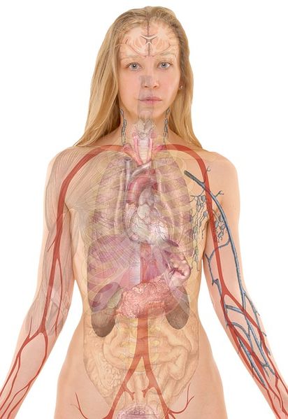 Datei:Anatomie Frau Mensch Körper Organe Medizin.jpg