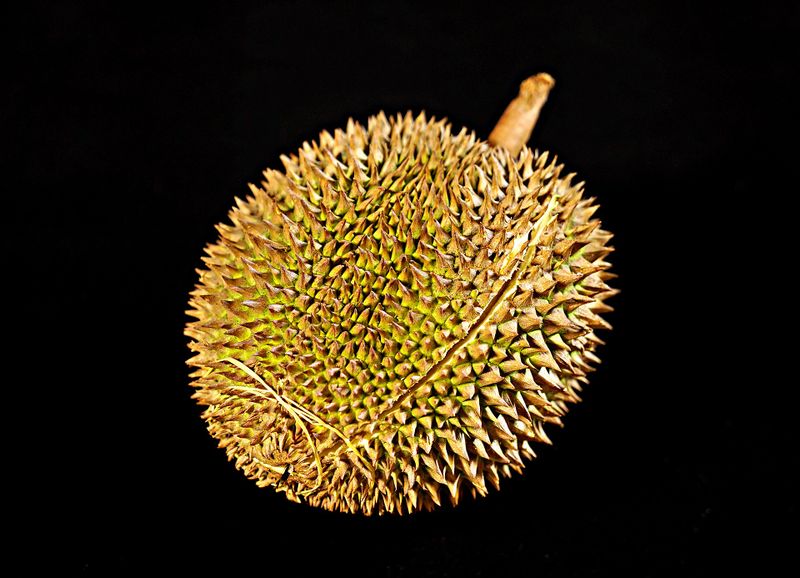 Datei:Durian Frucht Stinkfrucht.jpg