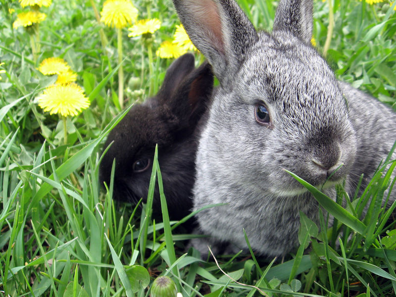 Datei:Bunny-in-the-grass.jpg