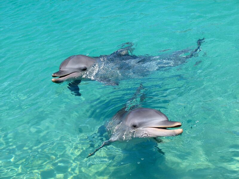 Datei:Delfine Wasser spielen Säugetier.jpg