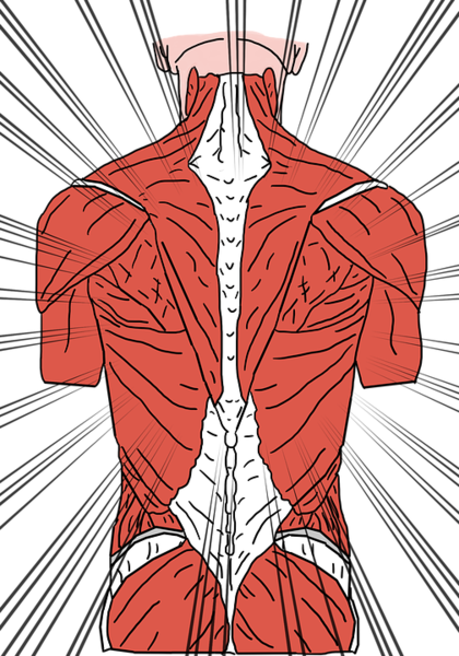 Datei:Rücken Muskeln Wirbelsäule Rückenschmerz.png