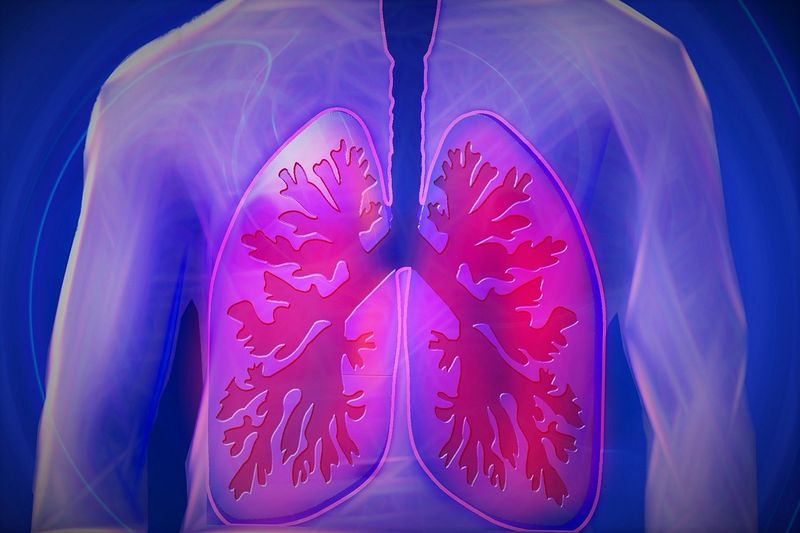 Datei:Lungen Anatomie Atmung Atem.jpg