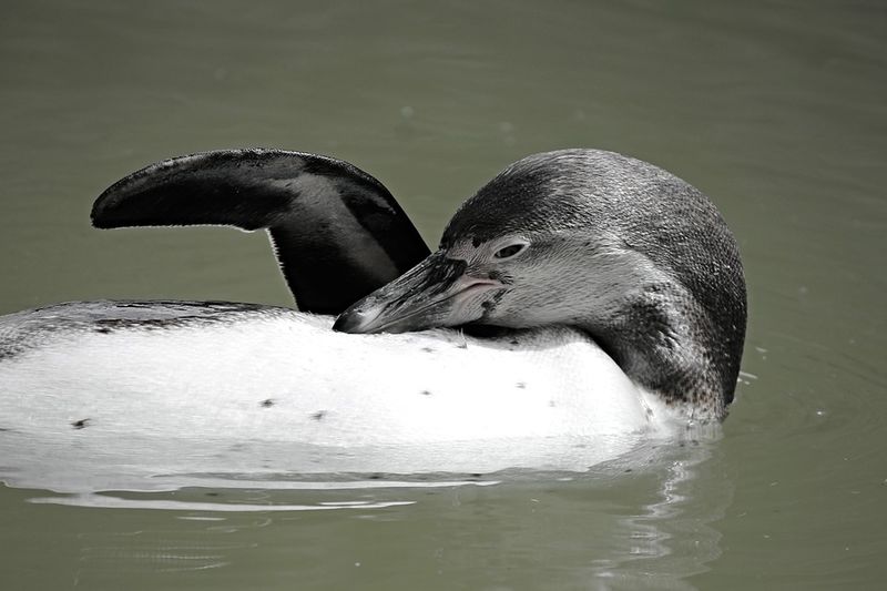 Datei:Penguin Rückenschwimmen.jpg