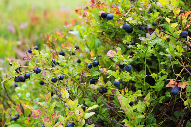 Datei:Blueberries-Bioflavonoide-Gesundheit.jpg