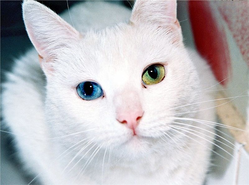 Datei:Unterschied Katze Augen blau grün weiss.jpg