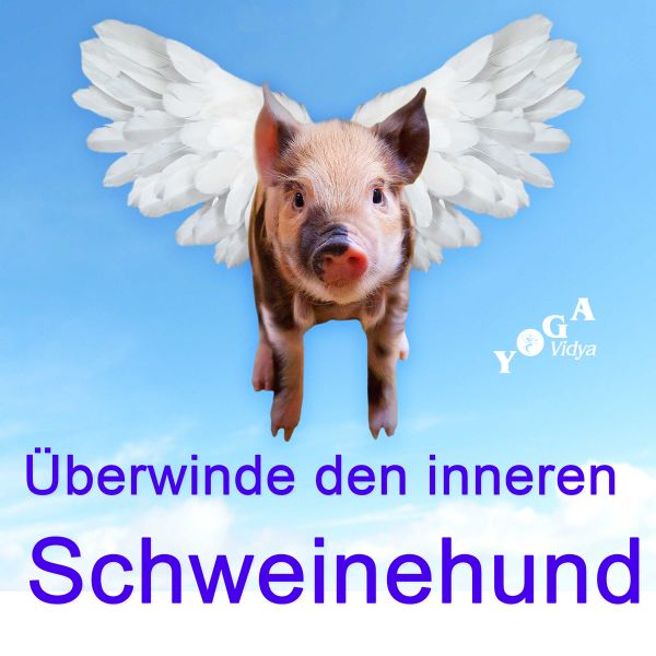 Datei:Schweinehund.jpg