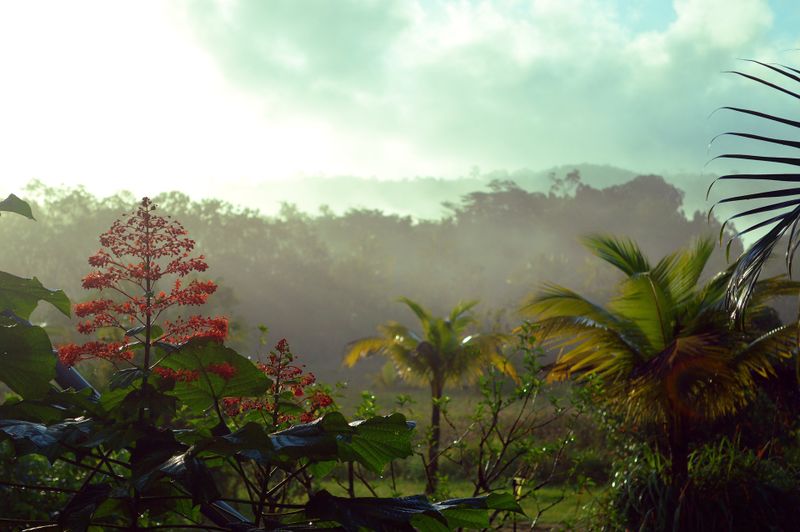 Datei:Guarana Tropen tropisch Dschungel.jpg