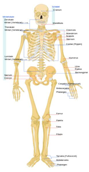 Datei:310px-Human skeleton front de.svg.jpg