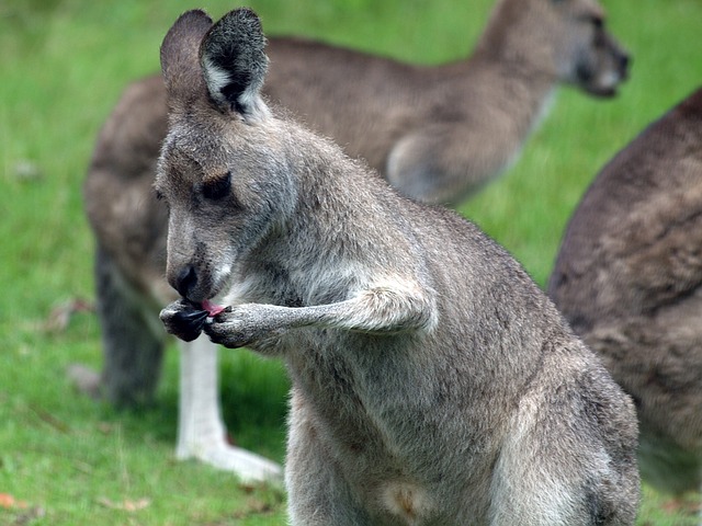 Datei:Känguru Australien.jpg