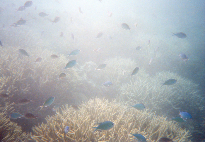 Datei:Indischer Ozean Malediven Ari Atoll Weite.jpg