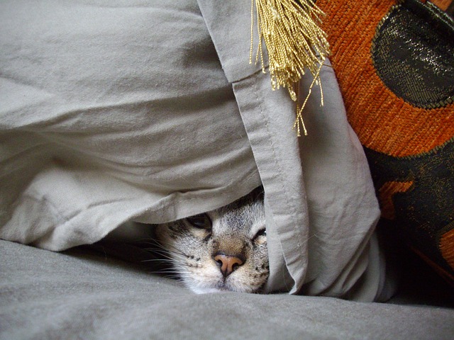 Datei:Verstecken Katze.jpg