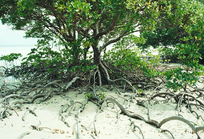 Datei:Australien Mangroven.jpg