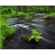 Datei:Fluss im Wald.JPG