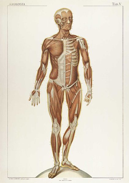 Datei:422px-Laskowski Anatomie normale 05.jpg