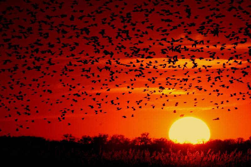 Datei:Sonne.Sonnenuntergang.Vogel.Blackbird-sunset-03.jpg