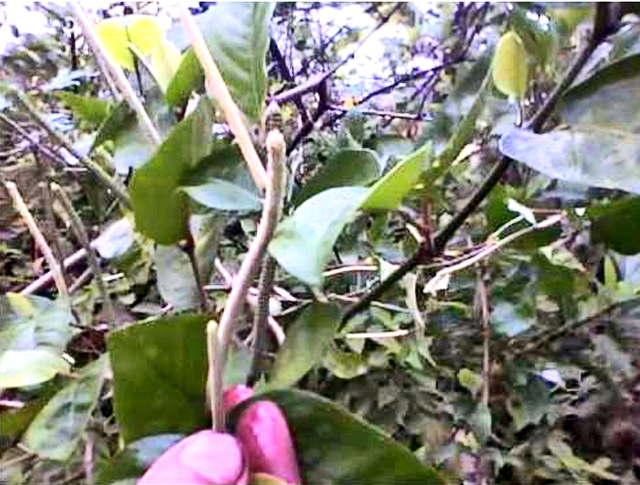 Datei:Gaja-pippali-ayurveda-heilpflanze.jpg