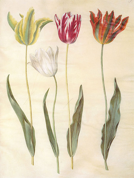 Datei:451px-Gc16 Tulpe Blume tulipa gesneriana.jpg