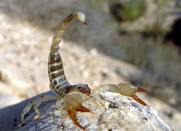 Datei:Skorpion in Verteidigungsstellung.jpg