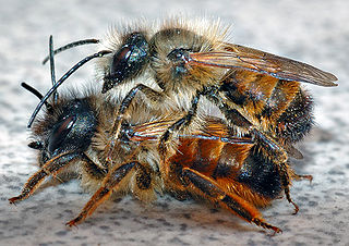 Datei:Bienen.Sex.jpg